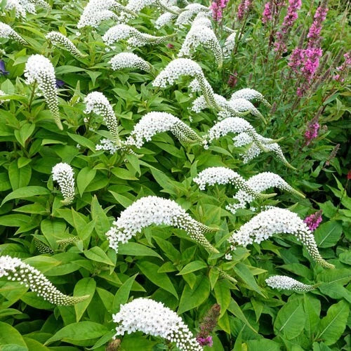 Gooseneck Loosestrife Perennial Plants - 12 Live Rooted Plants - Lythrum salicaria - Deer Resistant, Attracts Bees, Full Sun