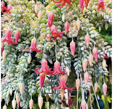 Cotyledon Pendens Succulent Bare Root Pink Flowers Cactus Plant - Vibrant Indoor Outdoor Decor