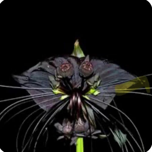 Black Bat Flower Starter Plant - Small Rooted Tacca chantrieri - Unique Black Lily for Indoor Gardens and Collectors
