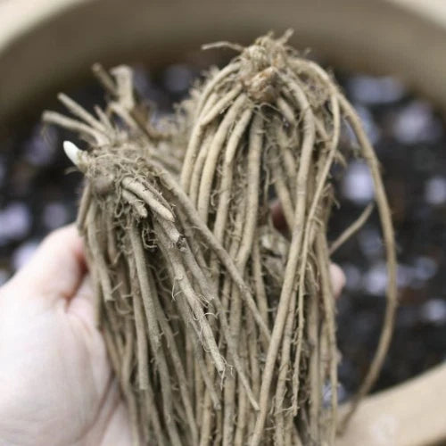 Mary Washington Asparagus Crowns - 10 Bare Root 2-Year Live Plants - Heirloom Variety - Asparagus officinalis