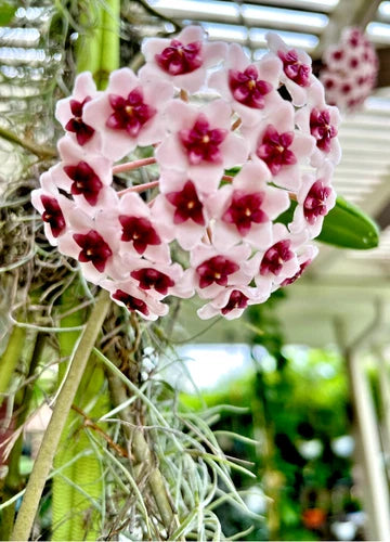 Hoya Plant 4" Pot Tropical Hoya Obovata Rooted - Wax Plant for Bright Indirect Light, Ideal Indoor Houseplant