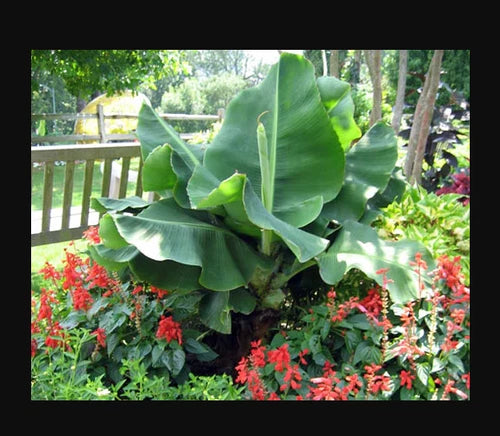 Small Starter Plant - Little Prince Ma Banana Plant - Well Rooted - Musa acuminata