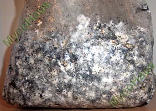 Bulk Mushroom Substrate Kit, 40 lbs, Sterilized Compost for Mycology, Aged Manure, Peat Moss, Myco-Bag