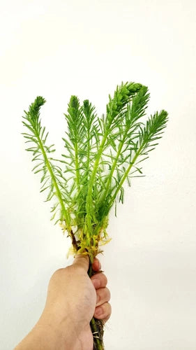 Parrot's Feather Aquatic Plant - Bare Root Cutting - Myriophyllum aquaticum - Green Feathery Foliage for Ponds and Water Gardens