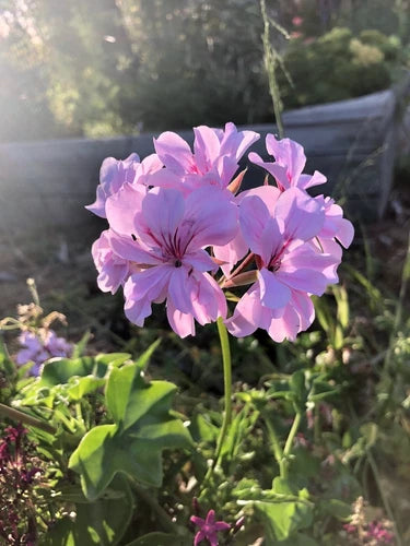 Trailing Ivy Geranium Cuttings - Lavender Pelargonium Peltatum - 3 Live 6" Starter Plants for Easy Propagation