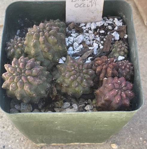 Eriosyce occulta Seedling Pot - Unique Brown/Purplish Cactus - Bare Root Succulent - Easy Care Plant for Cactus Lovers