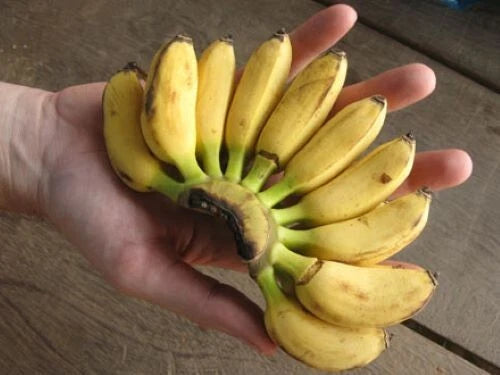 Truly Tiny Musa Banana Plant - Small Rooted Starter Plant - Musa acuminata - Ideal Houseplant for Beginners