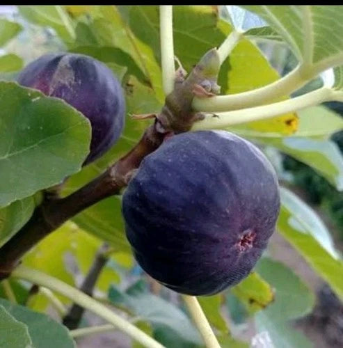 LSU Scoot's Black Fig Cuttings - 2 Pcs - Ficus carica - Ideal for Home Gardening and Propagation