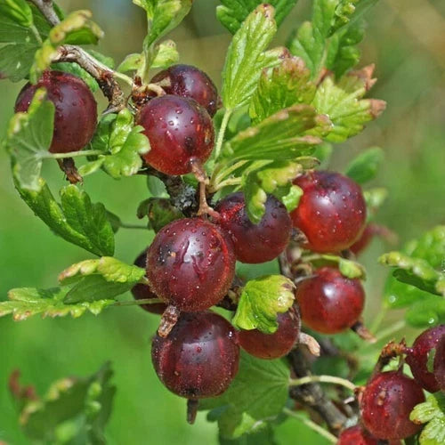 Jeanne Gooseberry Live Rooted Plant, Edible Shrub, Maroon-Red Berries, Self-Pollinating, Zones 3-7, Ribes uva-crispa