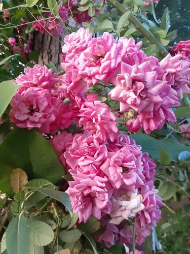 French Rose Cuttings (4) - Climbing Rose Variety for Fences & Arches - Rosa spp.