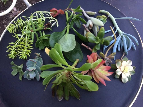 Succulent Cuttings - Rare Christmas Cactus - Schlumbergera - Organic, Bee-Safe, Ready to Root, 2 Cuttings with Care Sheet