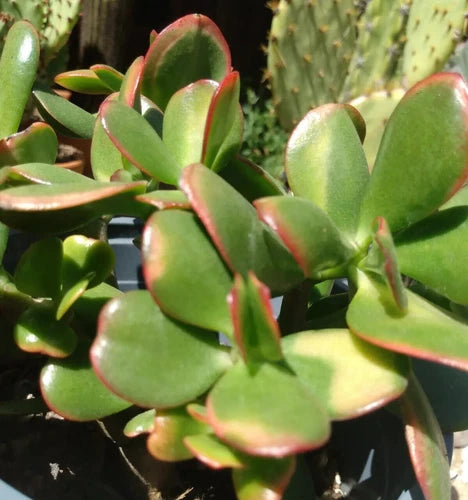 Crassula Ovata Jade Plant Cuttings - 4 Fresh 2-3" Cuttings - Easy to Grow Indoor Succulent - Jade Plant Cuttings