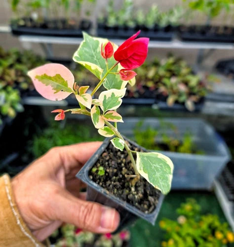 Bougainvillea Live Plant 3" Pot Raspberry Ice Bi-Color Bracts (Bougainvillea glabra) - Drought-Tolerant Flowering Shrub