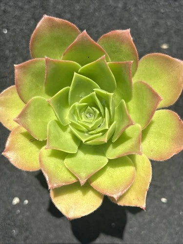 Aeonium Succulent Plant Live 2.5 Inch Fully Rooted - Ideal for Indoor Gardening, Houseplant Decor, and Arrangements