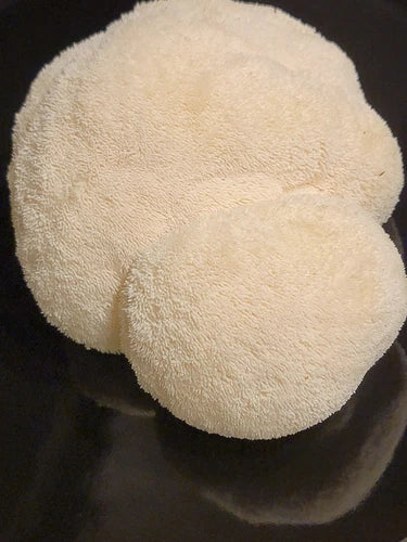 Lion's Mane Mushroom Liquid Culture 10ml - 'Brainiac' Hericium erinaceus for Cognitive Support, Organic Mycelium Cultivation