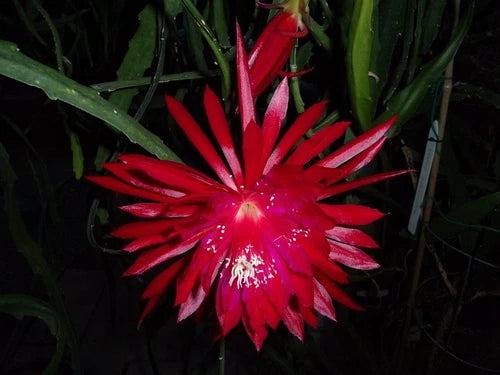 Epiphyllum Cutting 7-9" Ruby Pinwheel Orchid Cactus (Epiphyllum spp.) - Healthy Un-Rooted Plant Cutting