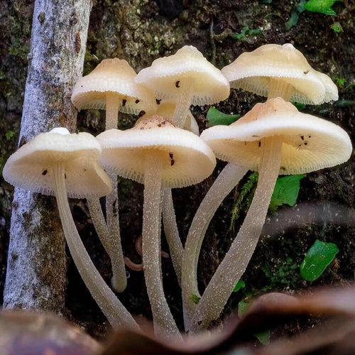 Luminous Porecap Liquid Culture Syringe 12cc - Favolaschia manipularis Bioluminescent Mushroom Cultivation Kit