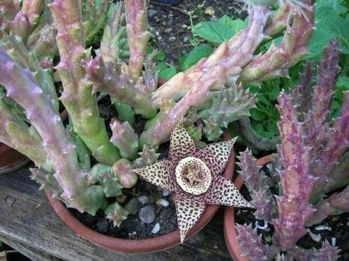 Orbea Variegata Cuttings - 4 Cuttings, 3 to 5 Inches - Unique Succulent from South Africa - Perfect for Plant Enthusiasts