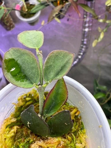 Hoya Cutting - Rooted - Very Rare Hoya Corymbosa - Lightly Rooted in Sphagnum Moss - Unique Blooms