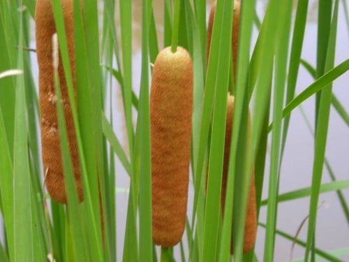 Live Dwarf Cattail Plant - Cold Hardy Aquatic Marginal Plant (Typha angustifolia) - Perfect for Ponds & Water Gardens