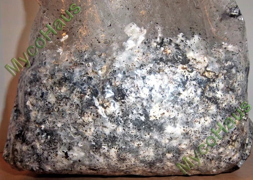 120 LB Bulk Mushroom Substrate Compost Mycology Grow Kit - 12 Ten-Pound Sterilized Bags for Growing Fresh Mushrooms