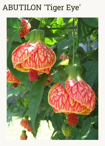 Tiger Eye Abutilon Flowering Maple Small Rooted Starter Plant - Abutilon x hybridum