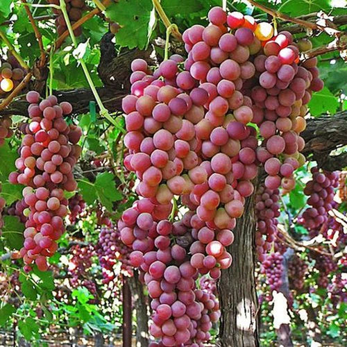 Seedless Grape Vine Plant - Red Flame Variety - Rooted 12 Inch - Vitis vinifera