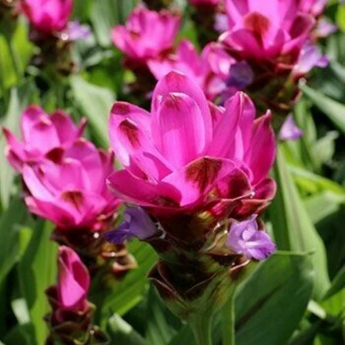 Curcuma Red Flower Plant Rhizomes - Fast Growing Turmeric (Curcuma longa) - 3 Root Bulbs for Home Garden