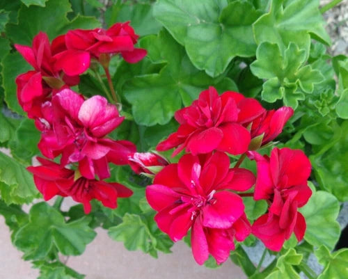 Rose Red Geranium Cuttings 3x6" Live Plant Peltatum Ivy Geranium - Fragrant Starter Cuttings for Easy Care Gardening