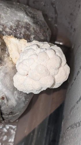 Lion's Mane Mushroom Grow Kit - Multiple Flushes - Hericium erinaceus - Easy Home Cultivation with Humidity Tips