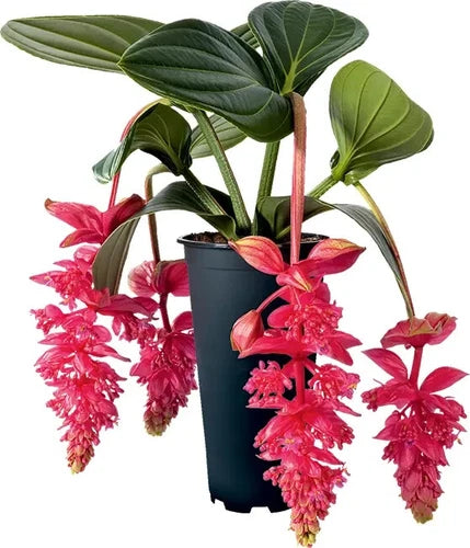 Royal Intenz Medinilla Starter Plant - Rare Live Well Rooted Bare Root - Unique Tropical Houseplant for Collectors