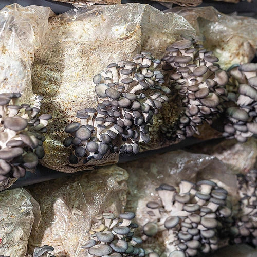 Grey Oyster Mushroom Liquid Culture - Pleurotus ostreatus for Home Growing, Gourmet Cooking, Sustainable Gardening