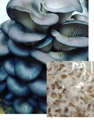 2oz Mushroom Mycelium Grain Spawn - Blue Oyster (Pleurotus ostreatus) - Bay Hydro Premium Quality