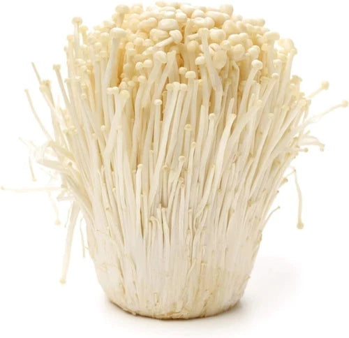 Enoki Mushroom Spawn Mycelium 5 Gal - Gourmet & Medicinal Mushrooms - Flammulina velutipes