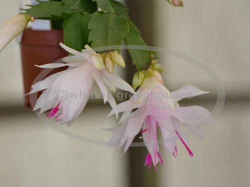 Thanksgiving Christmas Cactus Cuttings "Branca Dobrada" - Healthy Fresh Cuttings, Schlumbergera, White Double Flowering