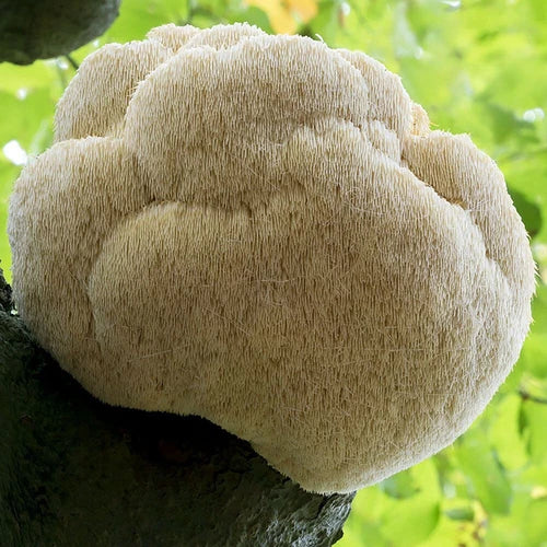 Lions Mane Liquid Culture - Warm Weather - Hericium erinaceus - Easy to Grow, Gourmet Mushroom Kit for Indoor/Outdoor Cultivation