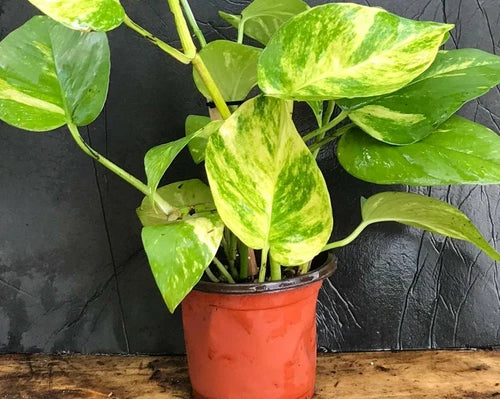 Golden Pothos Live Plant Cuttings 4" - 6" | Epipremnum aureum | Indoor/Outdoor | Yellow-Marbled Foliage Climbing Vine