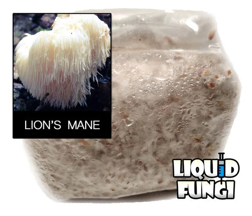Lion's Mane Mushroom Grain Spawn 1 lb - 100% Organic Rye Berries - Premium Quality (Hericium erinaceus)