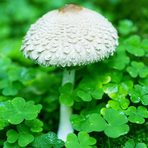 Parasol Mushroom Liquid Culture Syringe 12cc - Amerilepiota procera - Edible Gourmet Fungi for Home Growing and Culinary Use