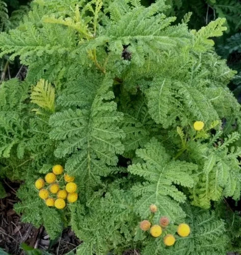 Organic Tansy Plants - 3 Rooted Golden Buttons (Tanacetum vulgare) - Easy Care, Pest Resistant, Full Sun, Zones 3 to 9