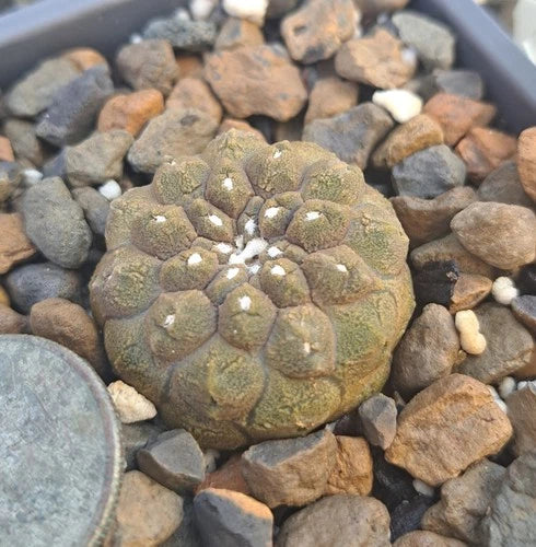 Copiapoa Hypogaea “Lizard Skin” Bare Root Plant - Mesa Garden 85.7, Unique Succulent for Cactus Collection