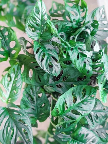 Monstera Adansonii Swiss Cheese Cuttings - 3 Pack Indoor/Outdoor House Plant - Tropical Vine, Air-Purifying Decor