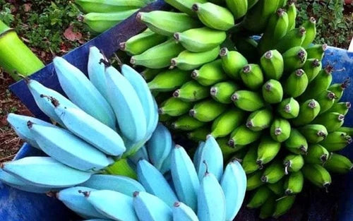 Live Banana Tree - Small Rooted Starter Plant - Blue Java 'Ice Cream' Banana - Musa spp. - Sweet Vanilla Flavor