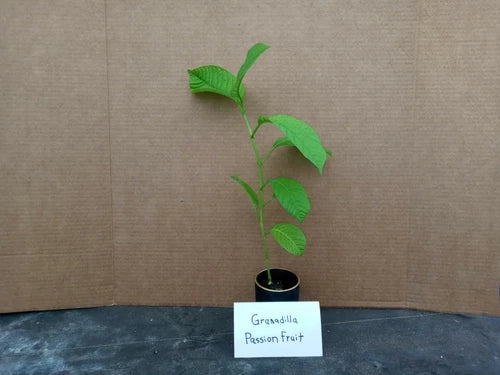 Giant Granadilla Passion Fruit Starter Plant - Passiflora Edulis - Live Plant with Free Shipping