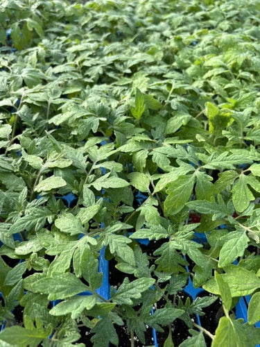 Lot of 2 Beefsteak Tomato Live Plants, 6-10 inches, Fast Growing, Heirloom Variety, Solanum lycopersicum