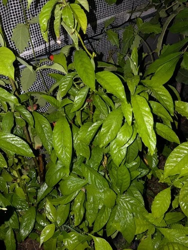 Psychotria Nexus 5 Fresh Leaves - Green Wild Coffee Plant Leaves, Psychotria Hybrid "Nexus" Variety, Drought-Resistant