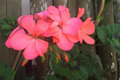 Pelargonium Zonal Geranium Cuttings 4-Pack - Bright Coral Pink & Orange Flowers - Fresh Live Starter Plants