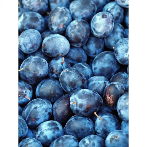 Dwarf Italian Plum Tree Bare Root - Prunus domestica - Everbearing Dark Purple Fruit - Disease Resistant, Non-GMO