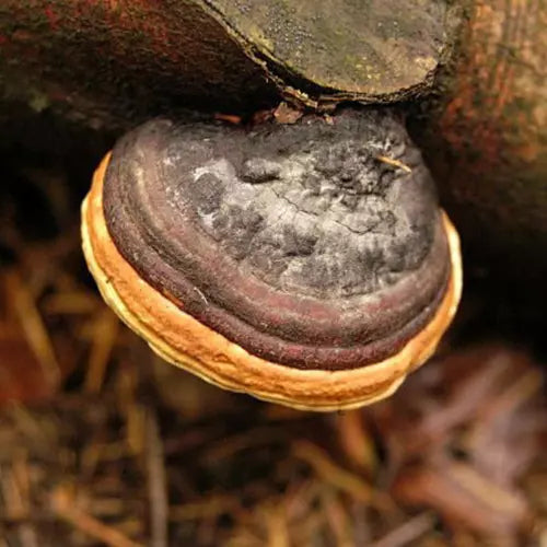 Phellinus linteus Liquid Culture Syringe 12cc - Medicinal Mushroom Mycelium for Health Benefits, Immune Support, and Herbal Remedies