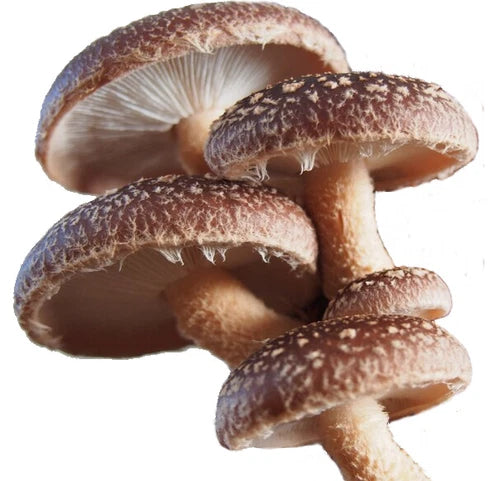 Shiitake Mushroom Spawn 1/2oz Live Mycelium Organic Grown in USA - Lentinula edodes